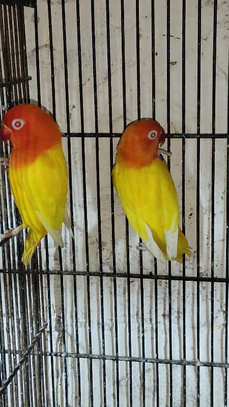 love birds, cocktails, burki breeder pairs Read Add carefully 7