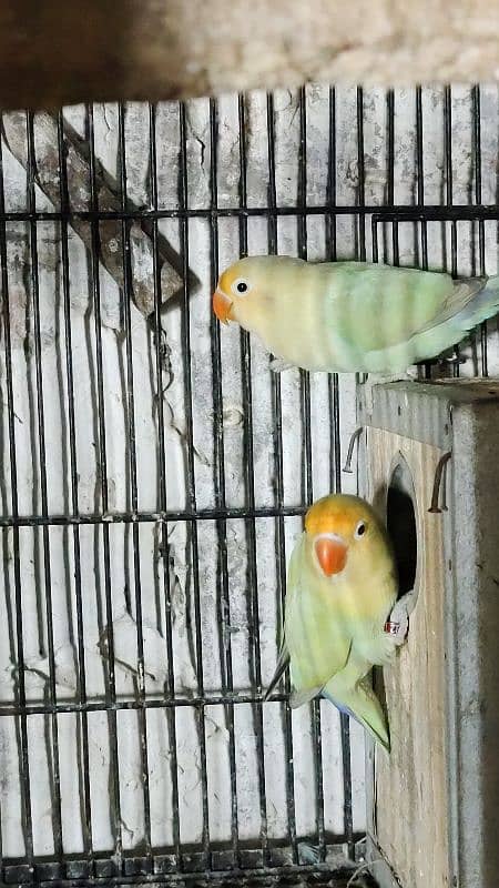 love birds, cocktails, burki breeder pairs Read Add carefully 8