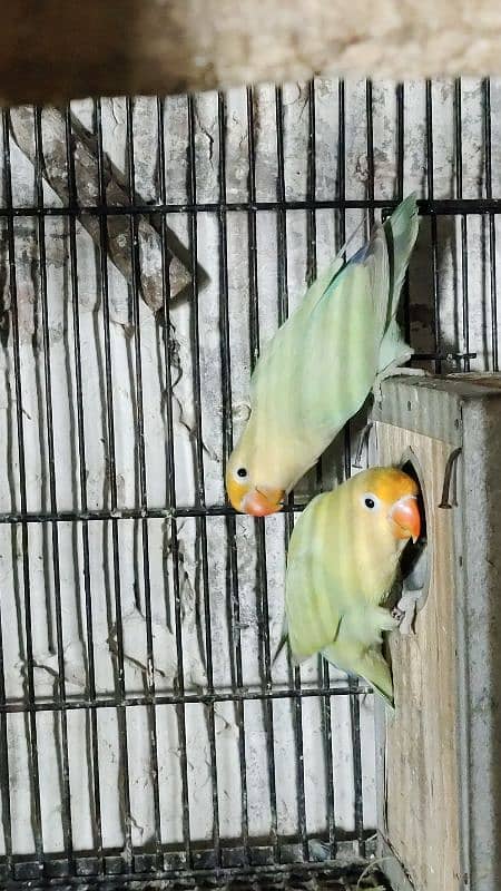 love birds, cocktails, burki breeder pairs Read Add carefully 9