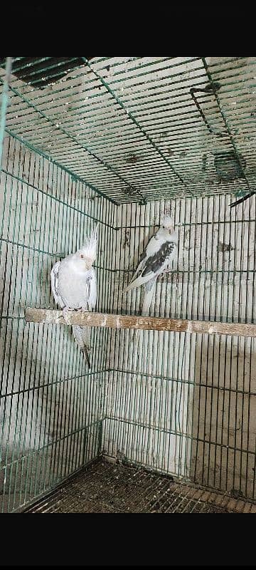 love birds, cocktails, burki breeder pairs Read Add carefully 11