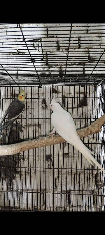 love birds, cocktails, burki breeder pairs Read Add carefully 12