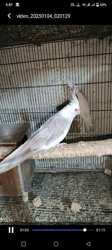 love birds, cocktails, burki breeder pairs Read Add carefully 14