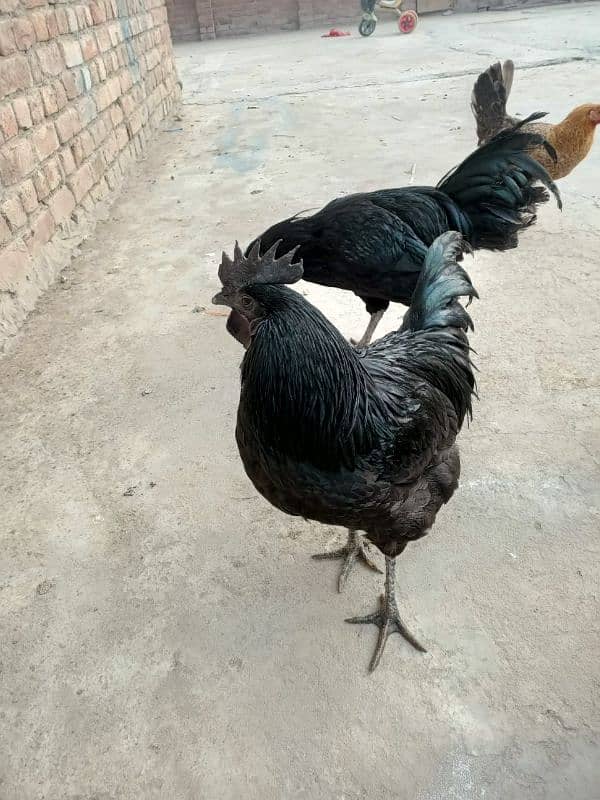 ayam cemani male 0