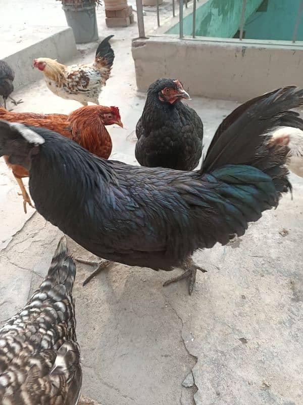 ayam cemani male 1