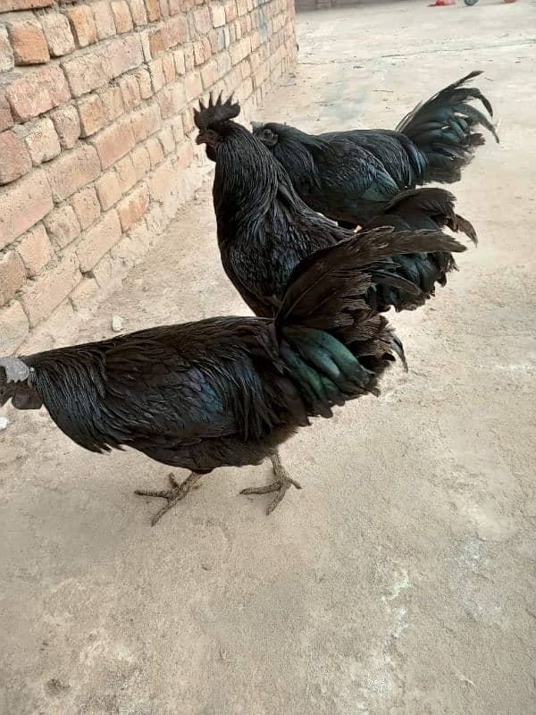 ayam cemani male 2