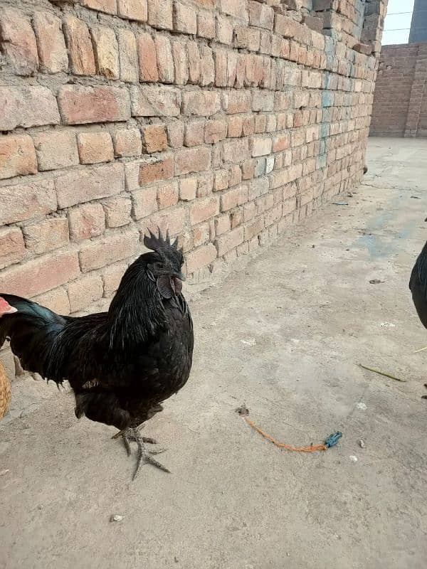 ayam cemani male 5