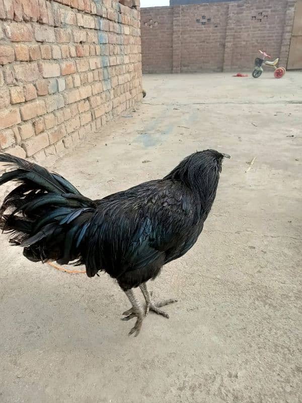 ayam cemani male 6