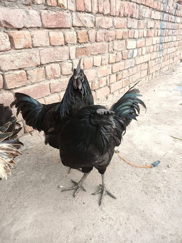 ayam cemani male 7