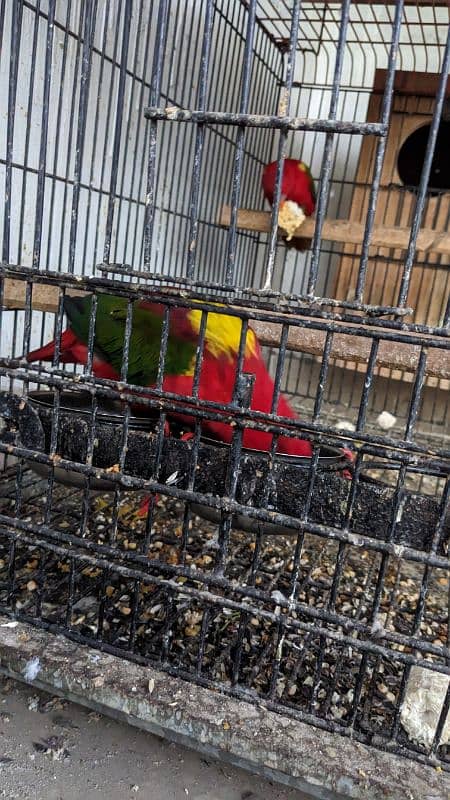 chattering lory 0