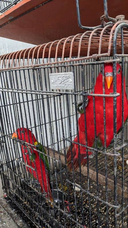 chattering lory 2