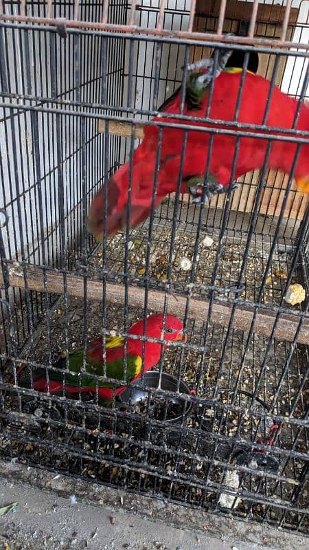 chattering lory 3