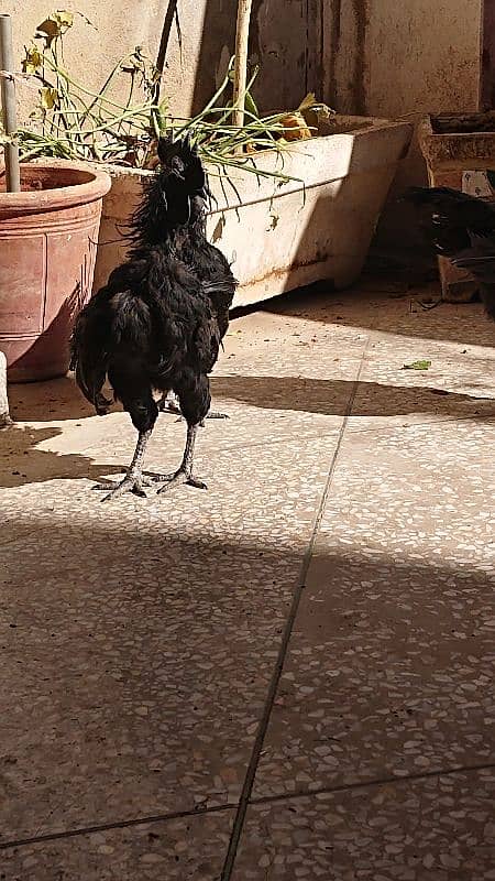 Ayam Cemani Pure Black Tongue 3