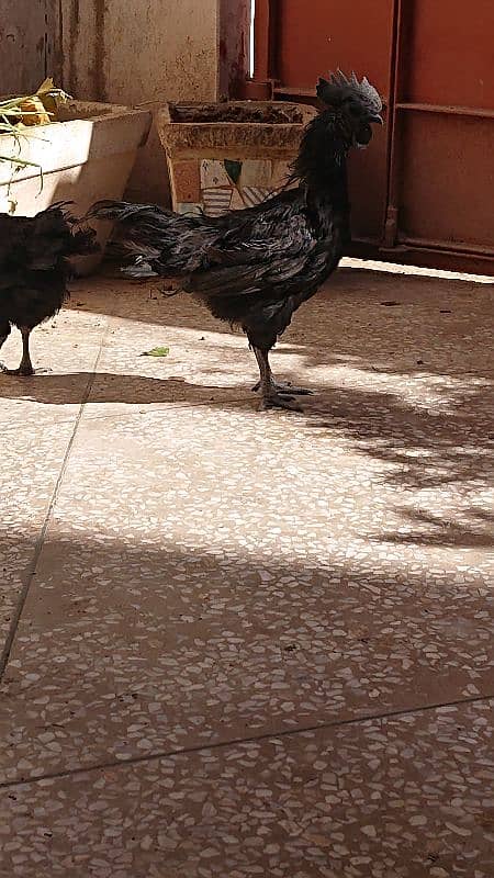 Ayam Cemani Pure Black Tongue 4