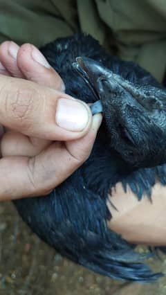 Ayam Cemani Pure Black Tongue