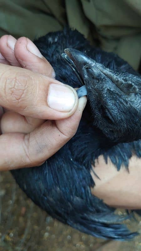 Ayam Cemani Pure Black Tongue 5