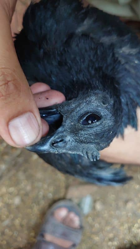 Ayam Cemani Pure Black Tongue 7