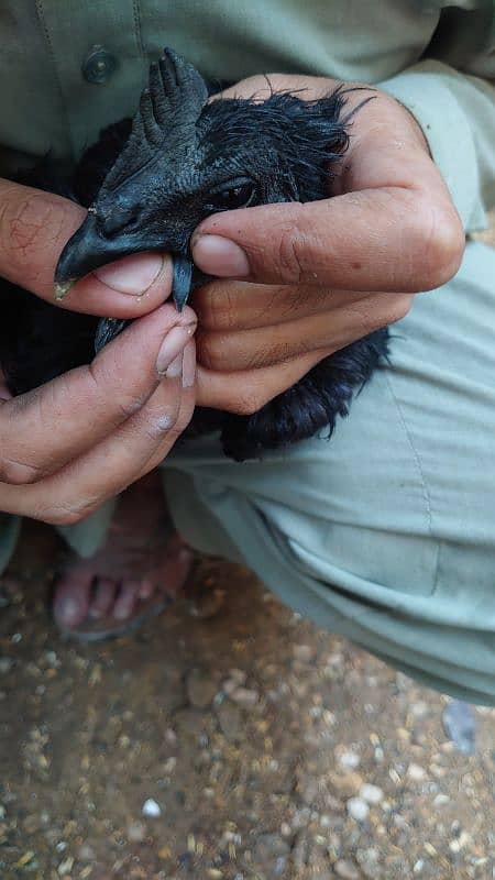 Ayam Cemani Pure Black Tongue 9