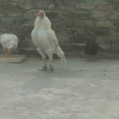 White Heera Quality Breeder rooster