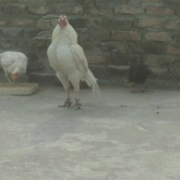 White Heera Quality Breeder rooster 0