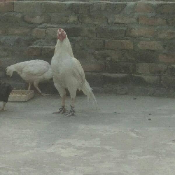 White Heera Quality Breeder rooster 1