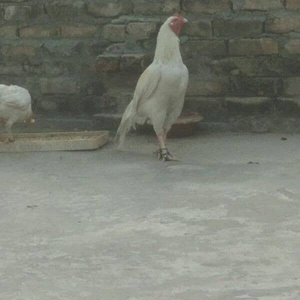 White Heera Quality Breeder rooster 2