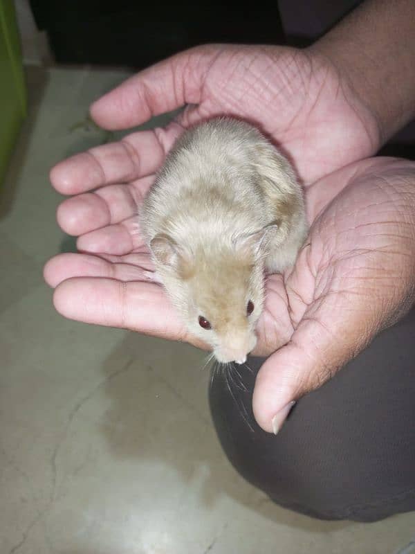 cute syrian hamsters for sale male,female&babies 0