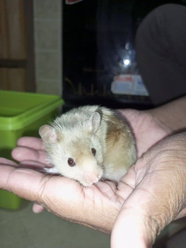 cute syrian hamsters for sale male,female&babies 1