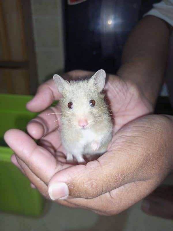 cute syrian hamsters for sale male,female&babies 2