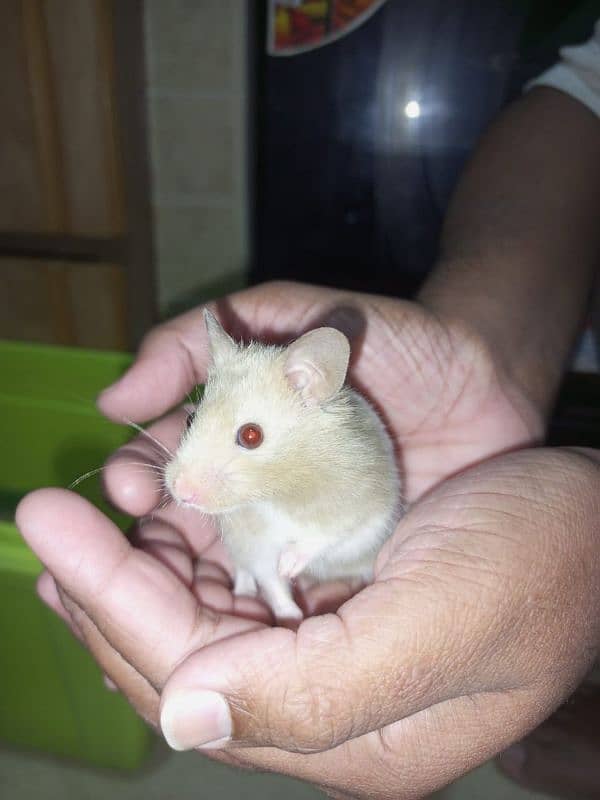 cute syrian hamsters for sale male,female&babies 3