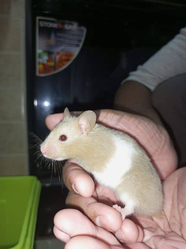 cute syrian hamsters for sale male,female&babies 4