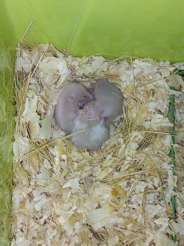 cute syrian hamsters for sale male,female&babies 5