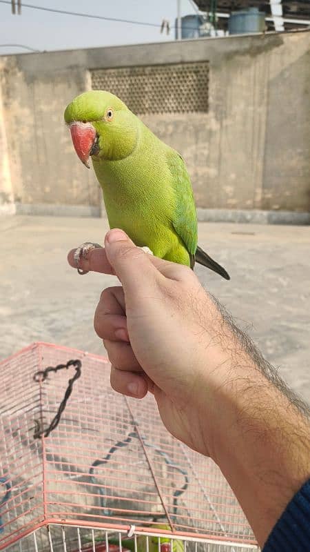 parrot pair 0