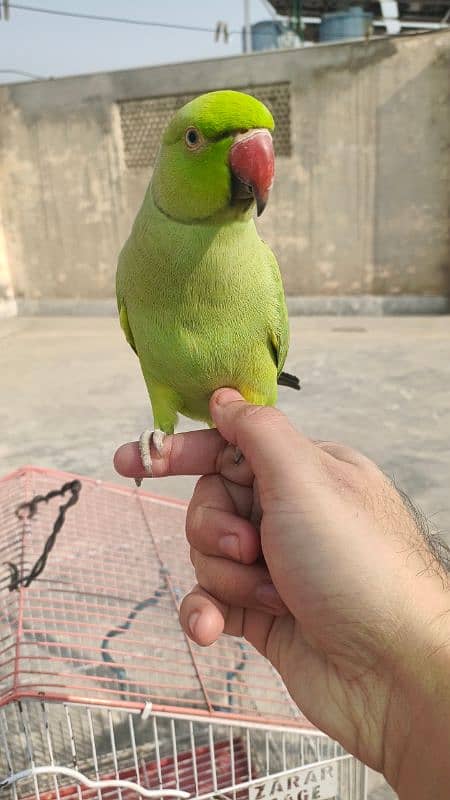 parrot pair 1