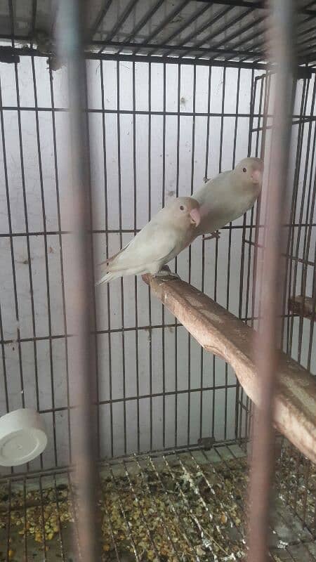 Albino red eyes to Albino red eyes split pairs for sale 0