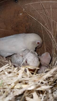 Albino Rey into Black eye split pair with 2 chicks