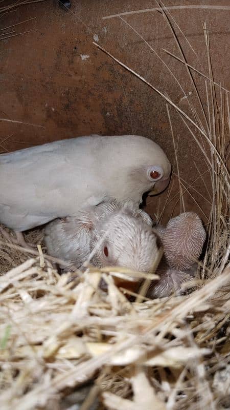 Albino Rey into Black eye split pair with 2 chicks 0