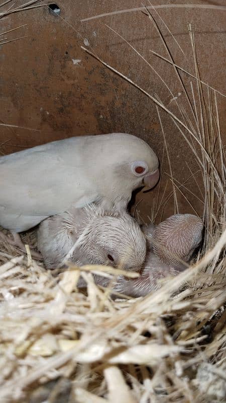 Albino Rey into Black eye split pair with 2 chicks 1