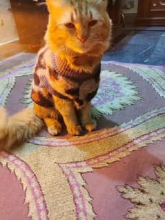 persian double coat male cat