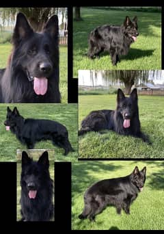 Black german Shephard