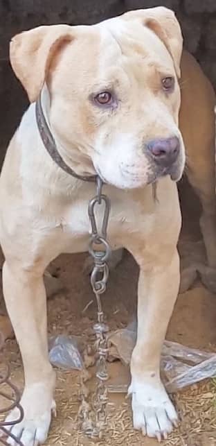 American bully female for sale 0