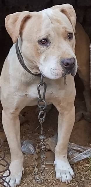 American bully female for sale 3