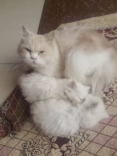 Persian Royal Breed Male Cat