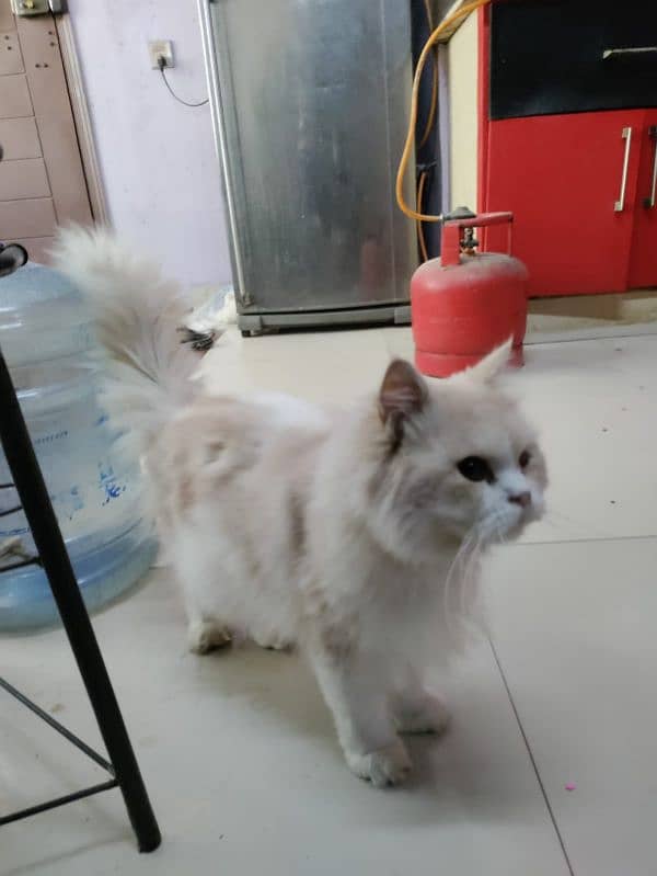 Persian Royal Breed Male Cat urgent sale 1