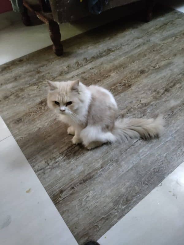 Persian Royal Breed Male Cat urgent sale 2