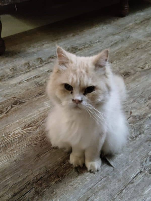 Persian Royal Breed Male Cat urgent sale 0