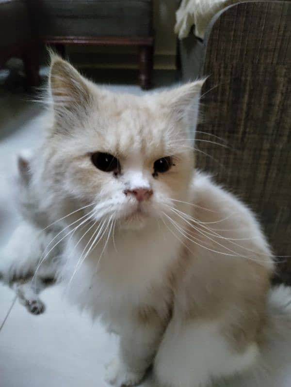 Persian Royal Breed Male Cat urgent sale 3