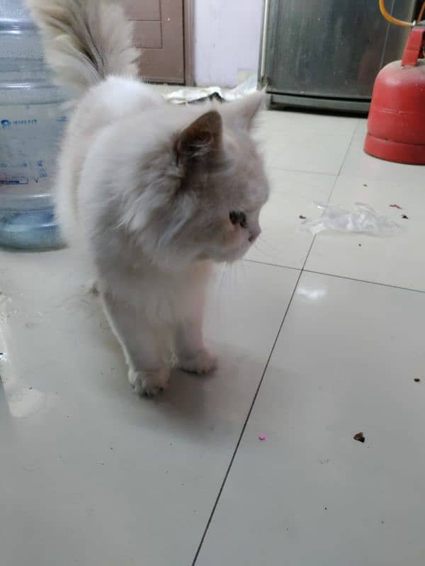 Persian Royal Breed Male Cat urgent sale 4