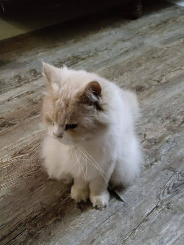 Persian Royal Breed Male Cat urgent sale 5