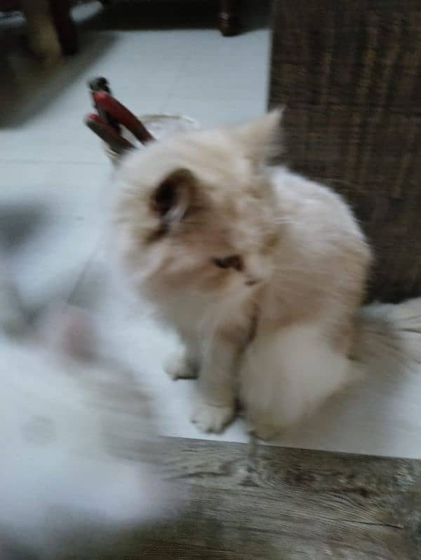 Persian Royal Breed Male Cat urgent sale 6