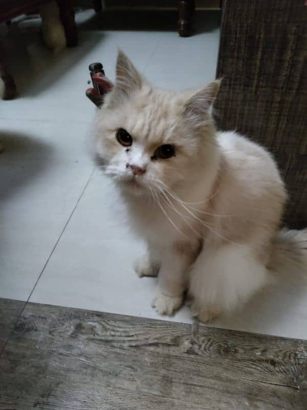 Persian Royal Breed Male Cat urgent sale 7